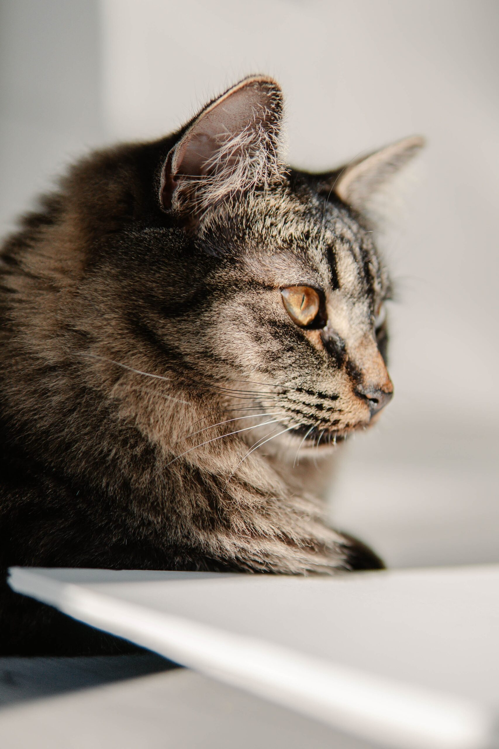 Pexels 上的 Mathilde Langevin 拍摄的图片 猫