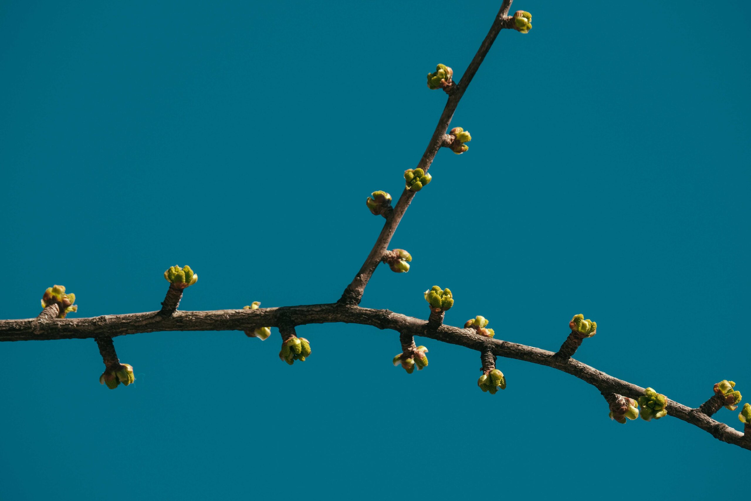 Pexels 上的 Francesco Ungaro 拍摄的图片